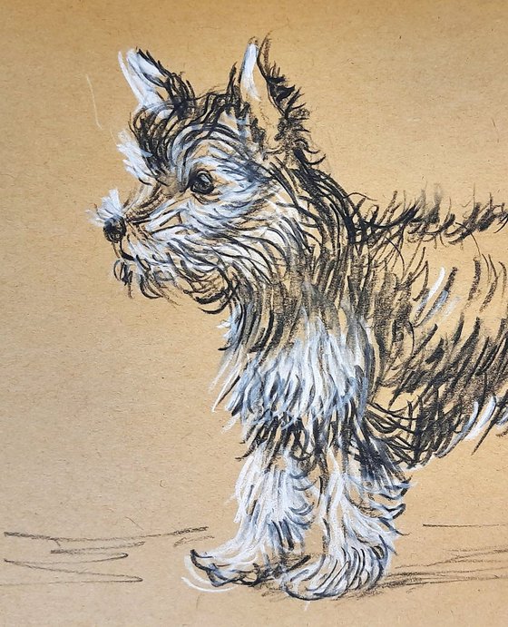 Yorkshire Terrier sketch