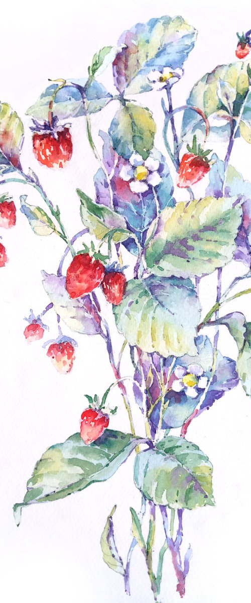 "Bouquet of strawberry sprigs" modern watercolor botanical sketch by Ksenia Selianko