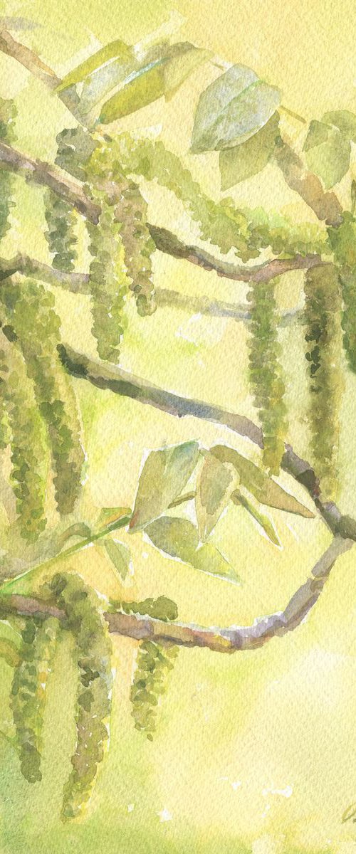 Walnut bloom. Walnut tree Greenery watercolor Spring painting Green flowering branches by Olha Malko