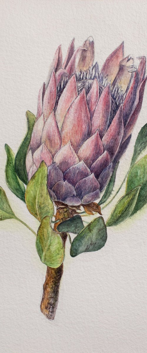 Watercolor detailed painting of pink protea flower by Liliya Rodnikova