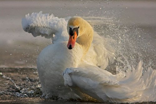 Photography | Birds | Cygnus olor by Boris Belchev
