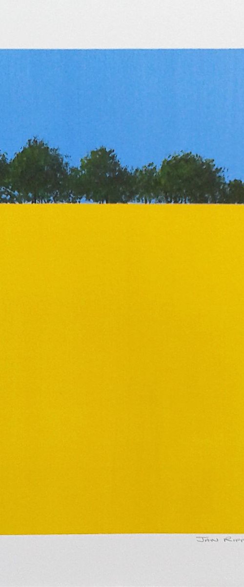 Rapeseed Fields, Hampshire II by Jan Rippingham