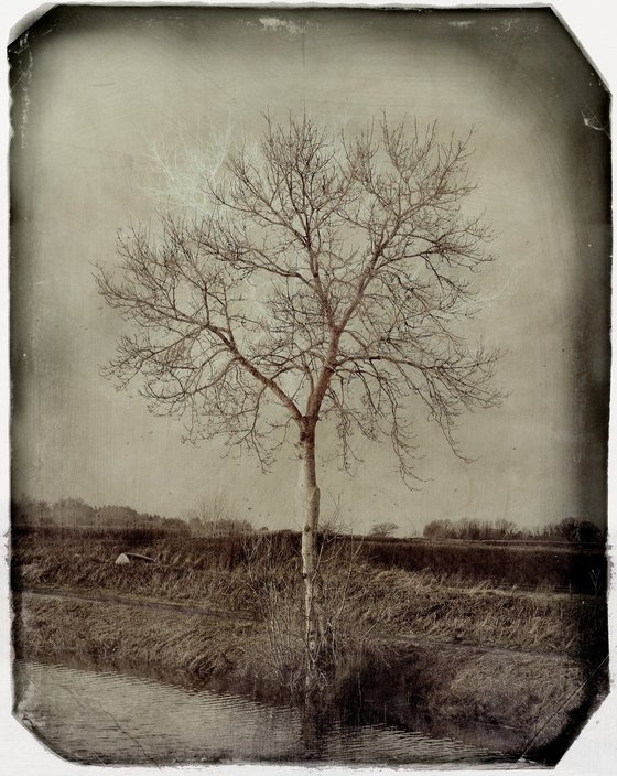 Winter Tree