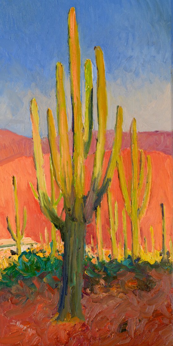 Saguaro. Early evening