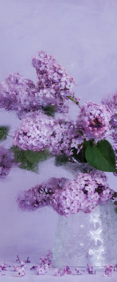 Fragile Bloom by Anna List