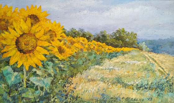 Along the sunflower field