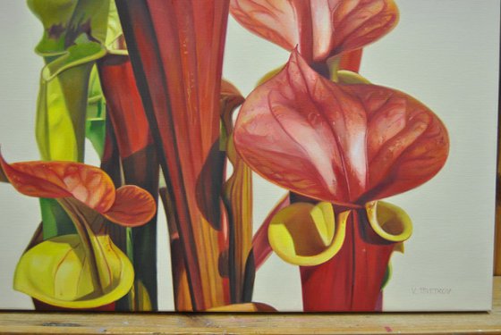Sarracenia Waccamaw, Oil on canvas painting