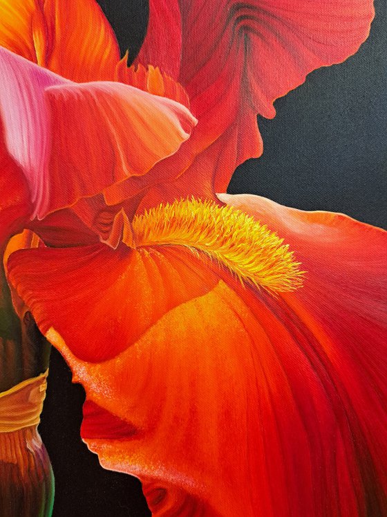 Portrait of Iris. Scarlet