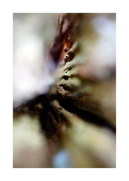 Abstract Nature Photography 13 by Richard Vloemans