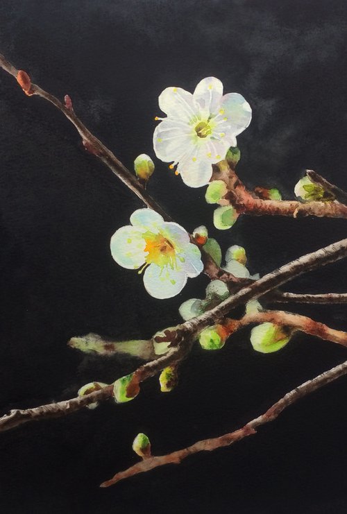 Cherry Blossoms -  cherry tree by Olga Beliaeva Watercolour