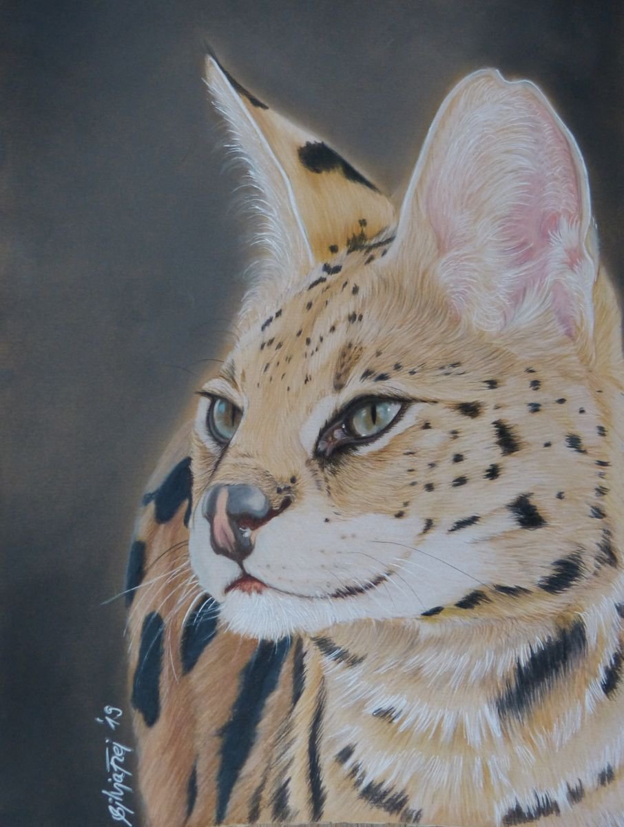 Serval (2019) Pencil drawing by Silvia Frei Artfinder