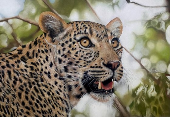 Leopard
