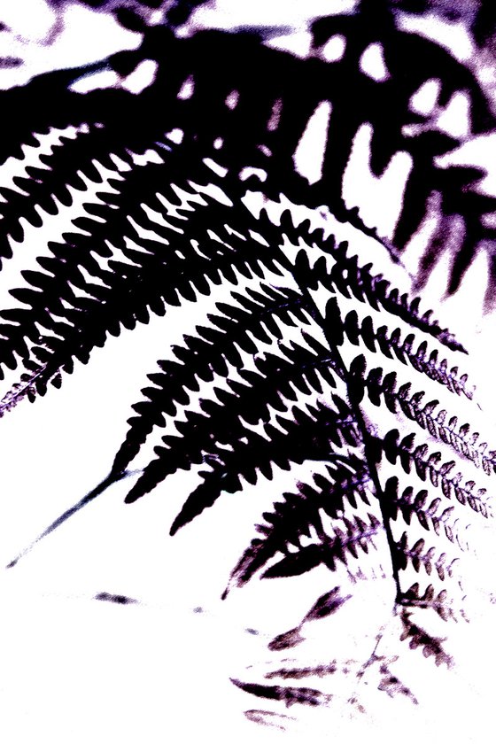 Fern