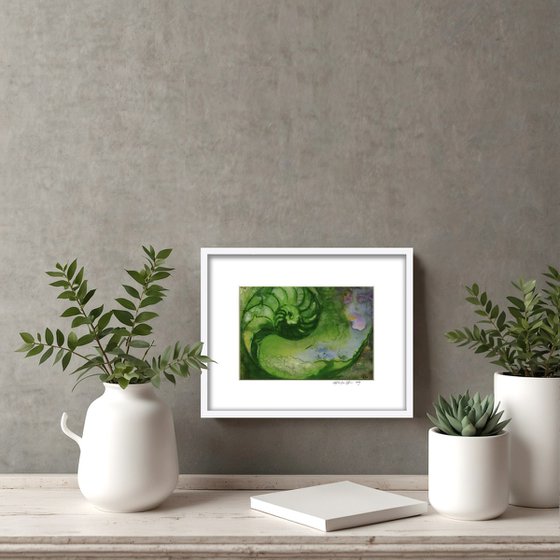 Nautilus Shell Collection 21