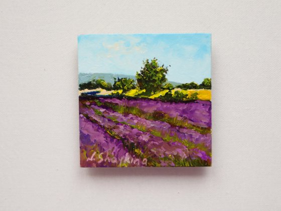 Lavender Farm