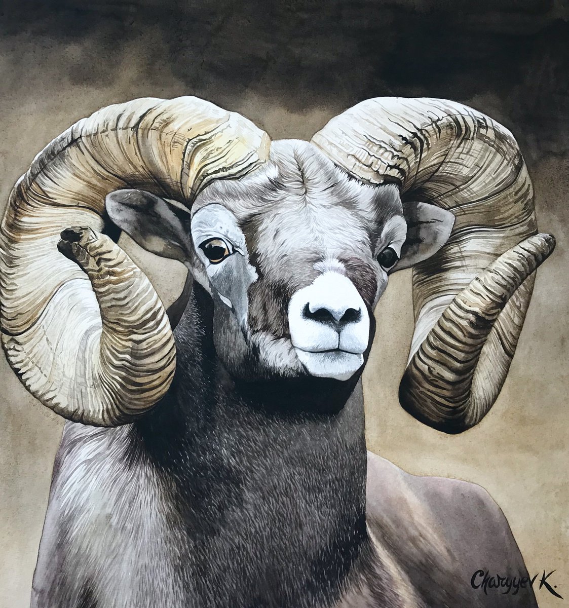 Mountain sheep by Kakajan Charyyev