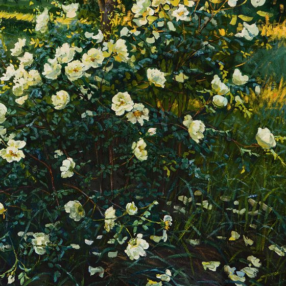 Roses in a Summer Garden