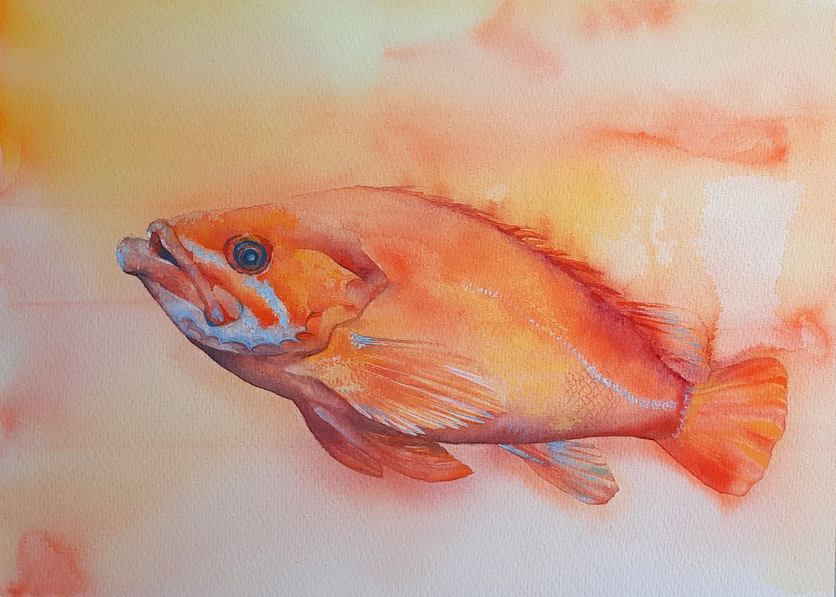 Orange Watercolour Fish - large original rockfish painting by Alison Fennell