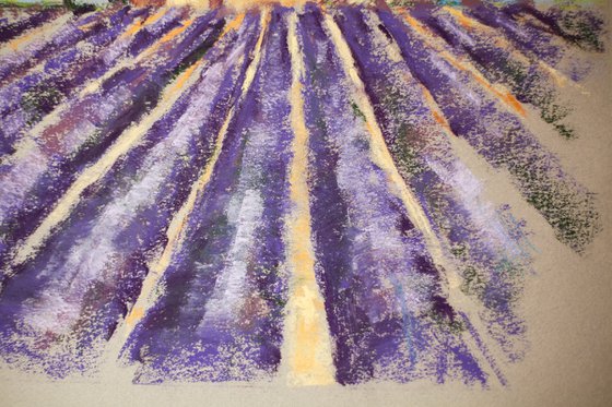 Lavender field in Provence. Medium dry pastel drawing bright colors France