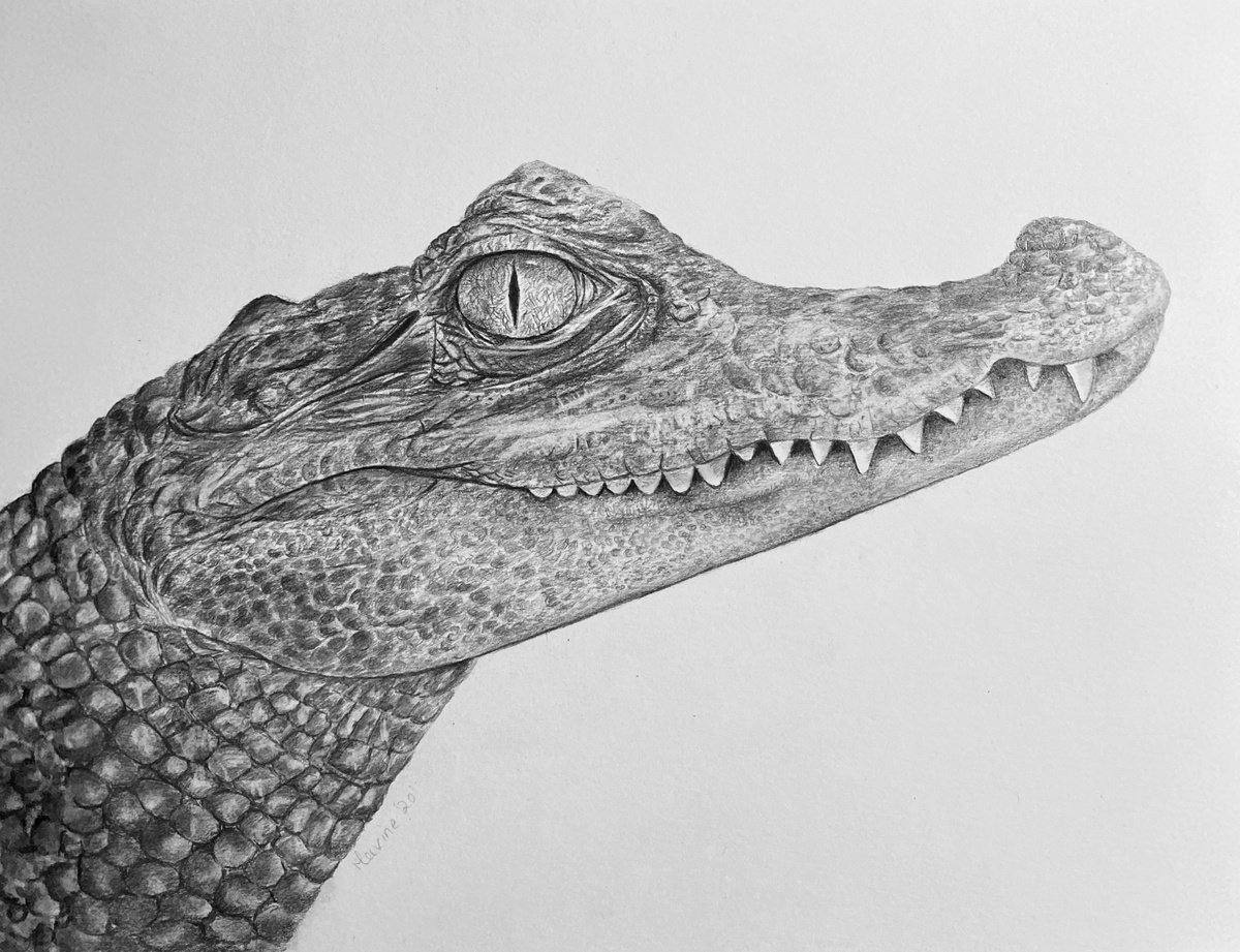 Crocodile by Maxine Taylor