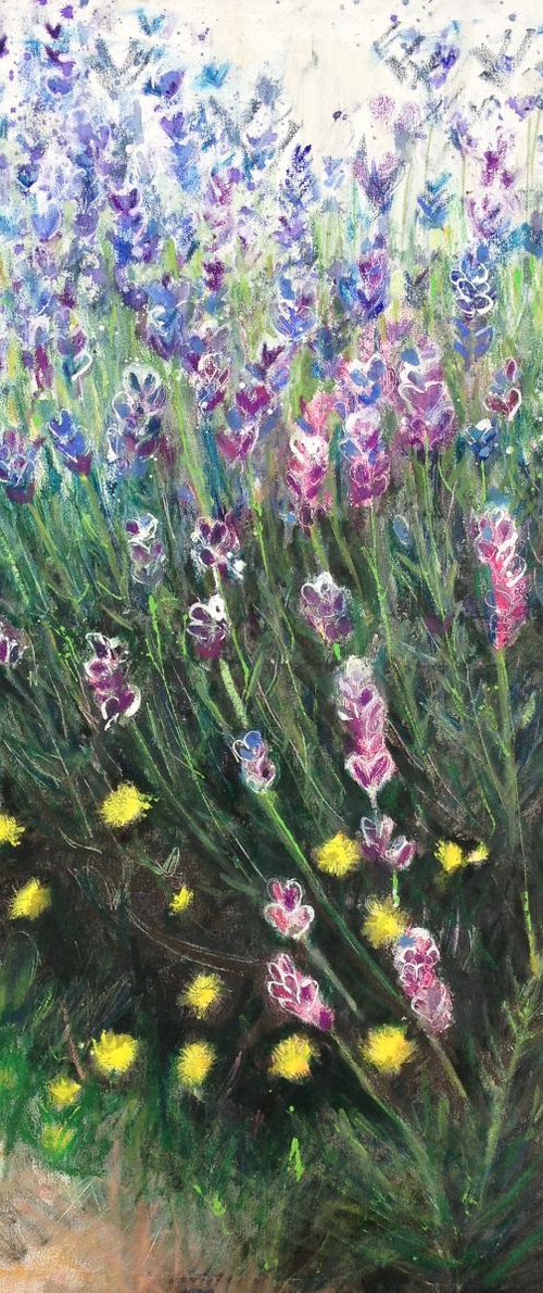 Lavender close up by Jo Sharpe