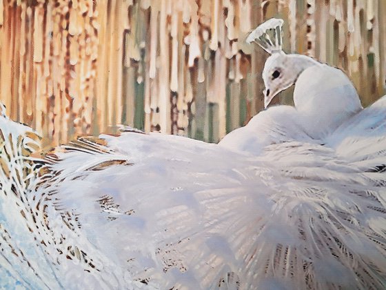 WHITE PEACOCKS 2