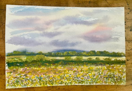 In the buttercup meadow