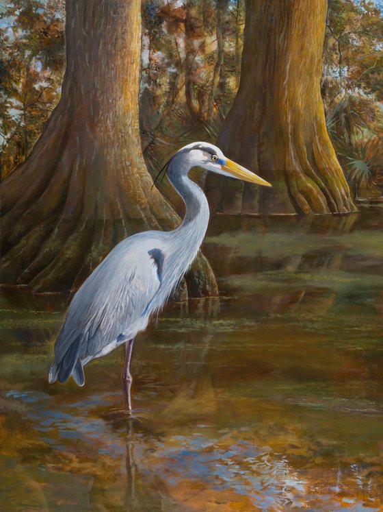 "Great Blue Heron in Cypress Swamp"