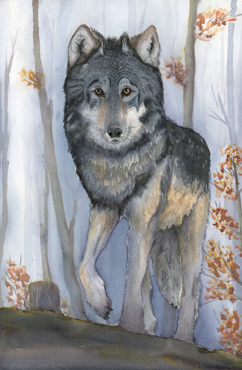 Woodland Encounter - Grey Wolf by Jason Edward Doucette