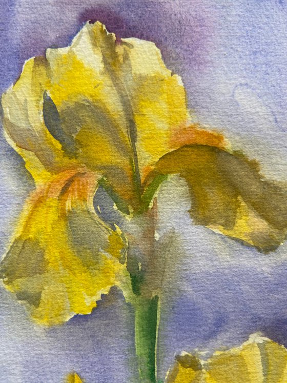 Yellow irises