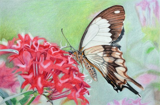 Butterfly - Sign of resurrection