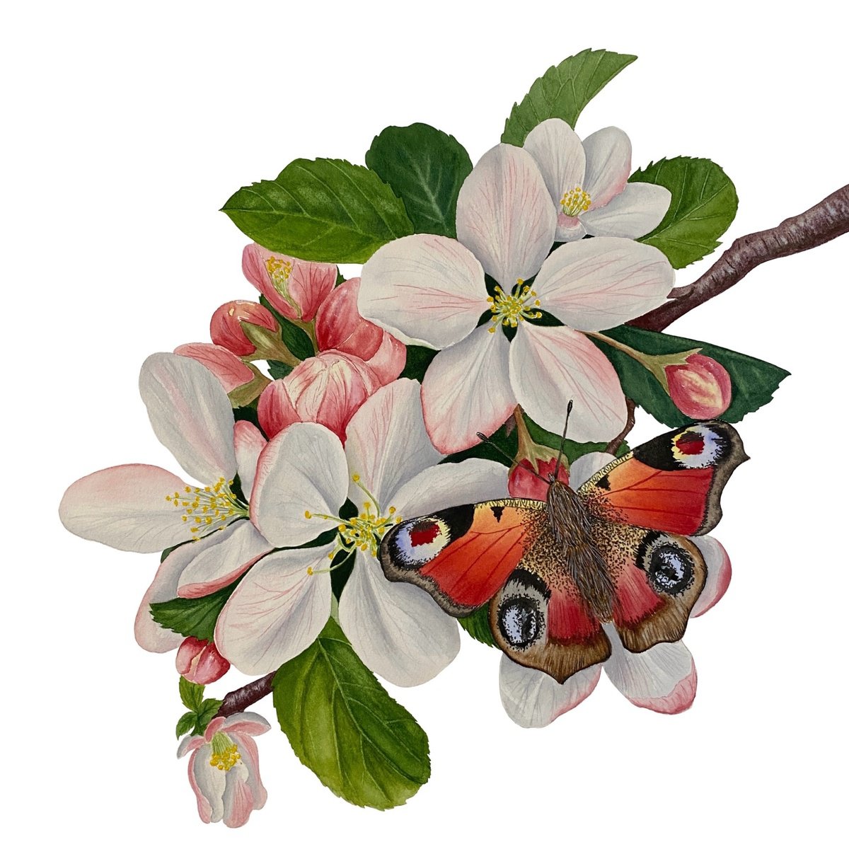 Photorealistic Botanical Watercolour By Tina Shyfruk, 13 X 13", Apple Blossom And Butterfly, Original Artwork