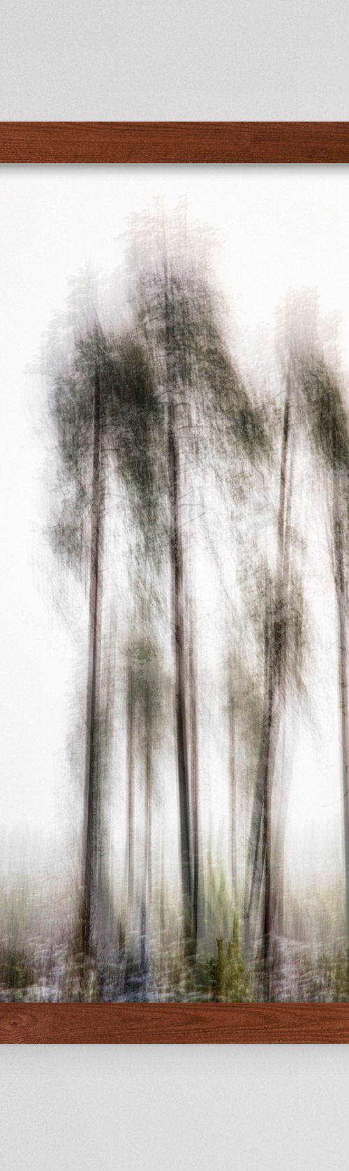 Pines in the mist - RTH by Karim Carella