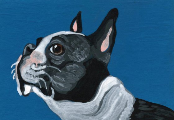 ACEO ATC Original Miniature Painting Boston Terrier Pet Dog Art-Carla Smale