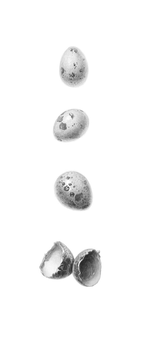 The Fragility of Life. Quail Eggs Drawing by Yuliia Prokopchuk