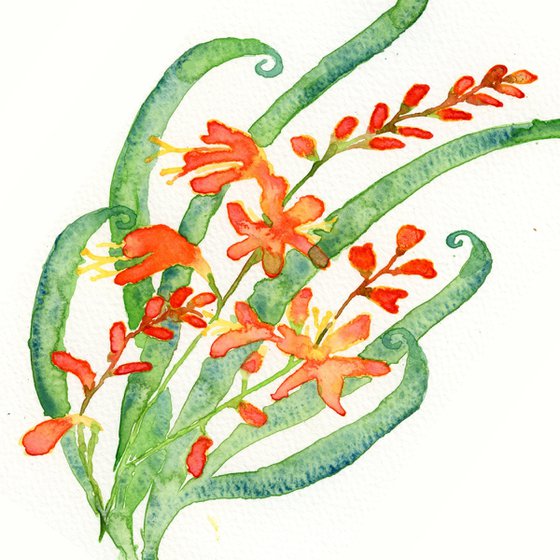 Crocosmia motif