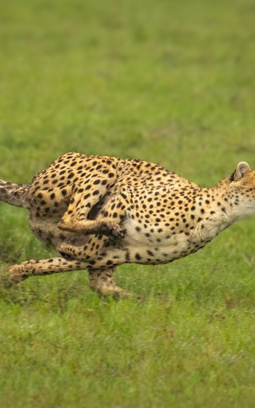 Wet and Wild by Nick Dale