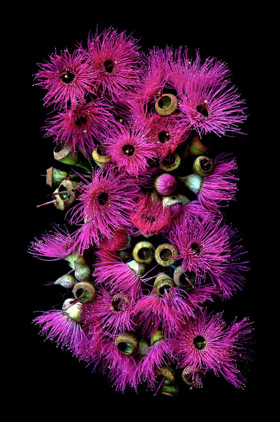 Pink Flowering Eucalyptus