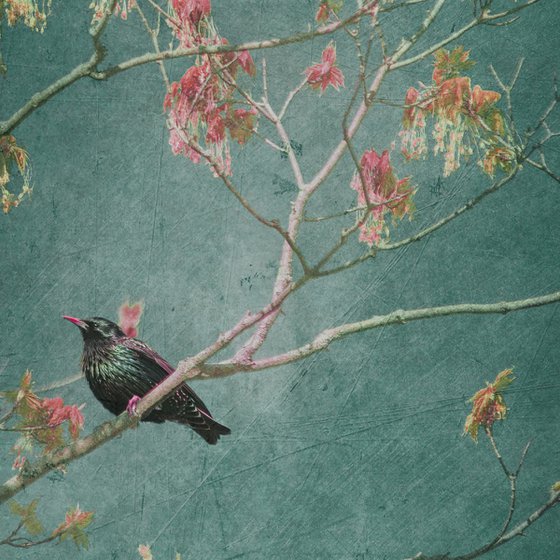 European Starling - 16 x 16"