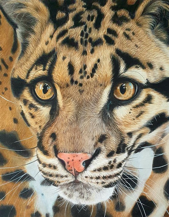"On silent feet" Clouded Leopard portrait - Original Colored Pencil drawing