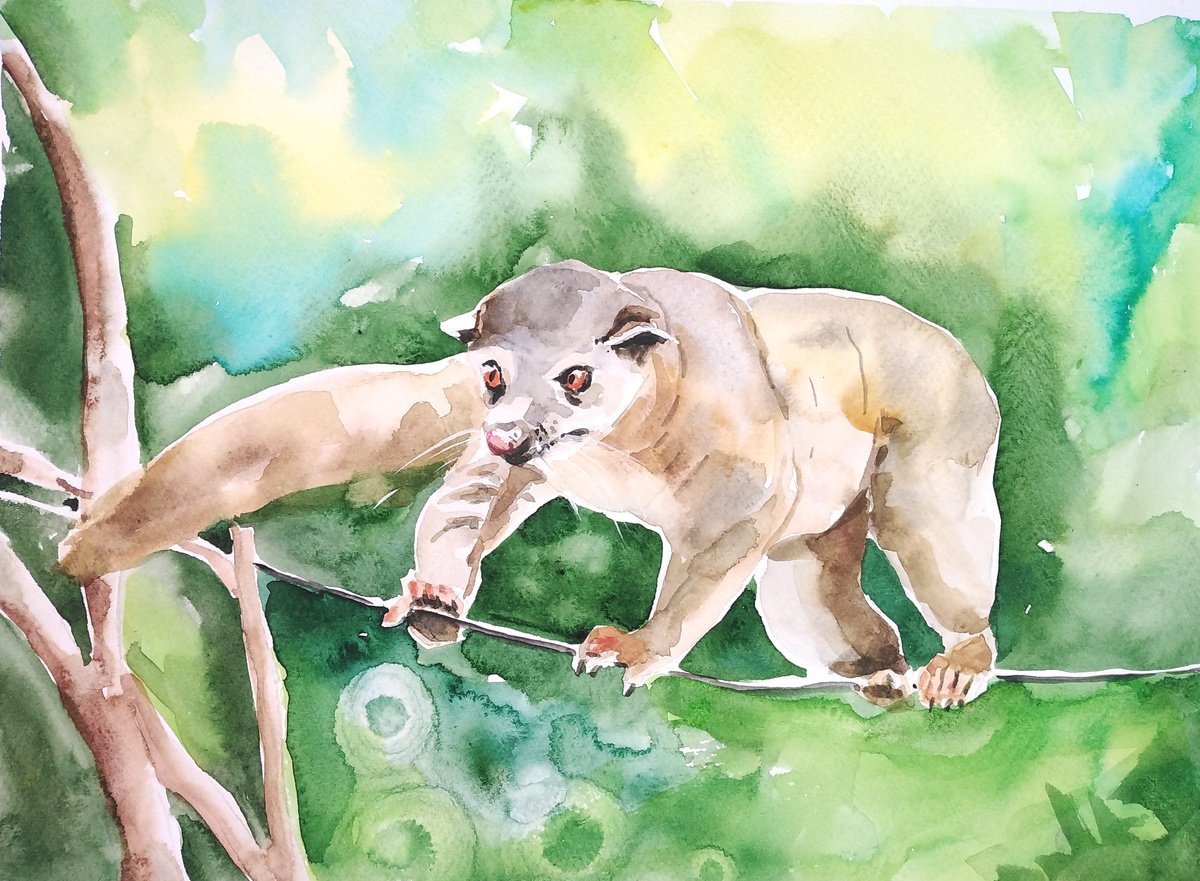 Olingo Raccoon animal watercolor by Tanya Amos