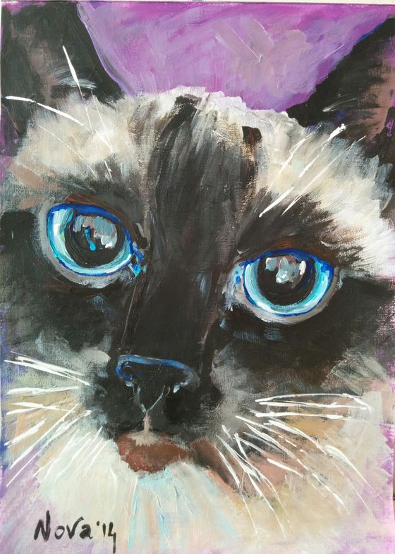 Cat portrait. Close up
