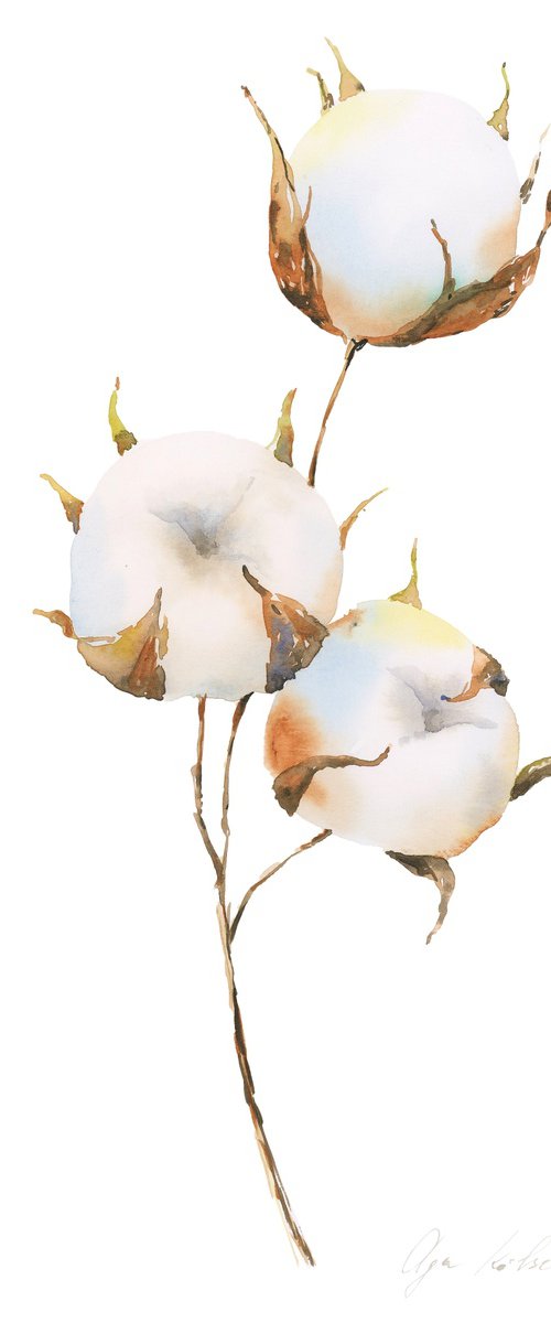 Tender cotton flower by Olga Koelsch