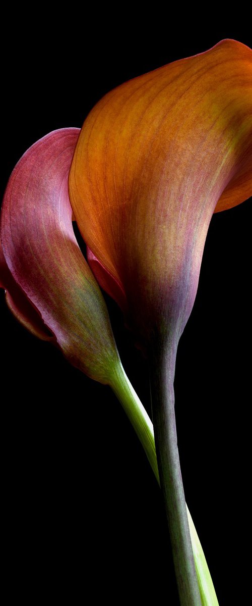Orange Pride Calla Lilies by Nadia Culph