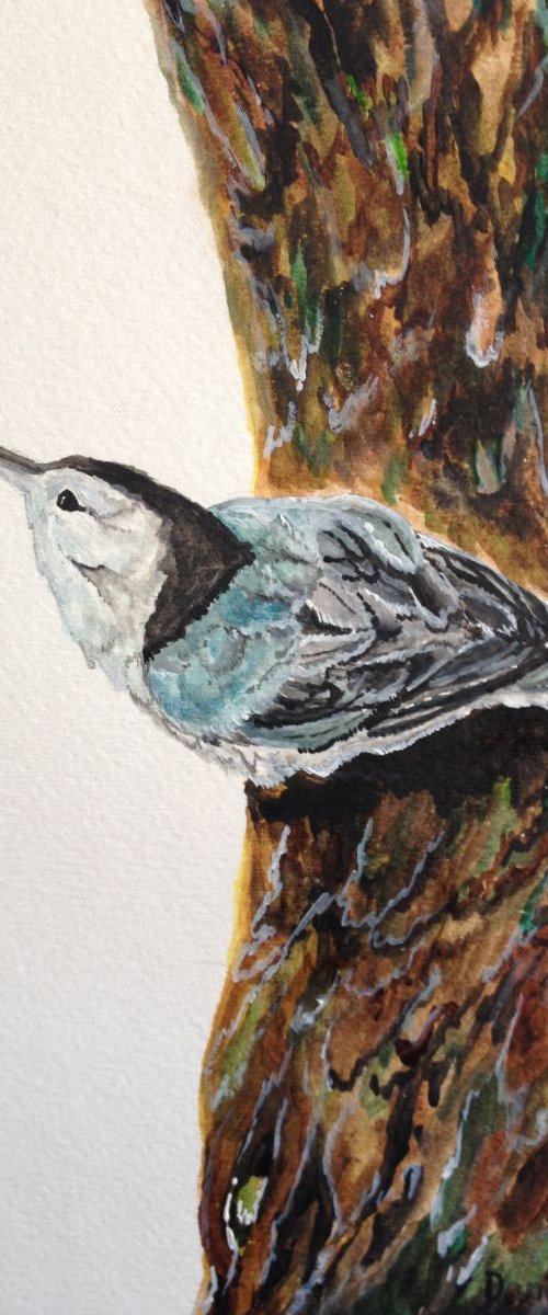 Nuthatch by Donna Daniels