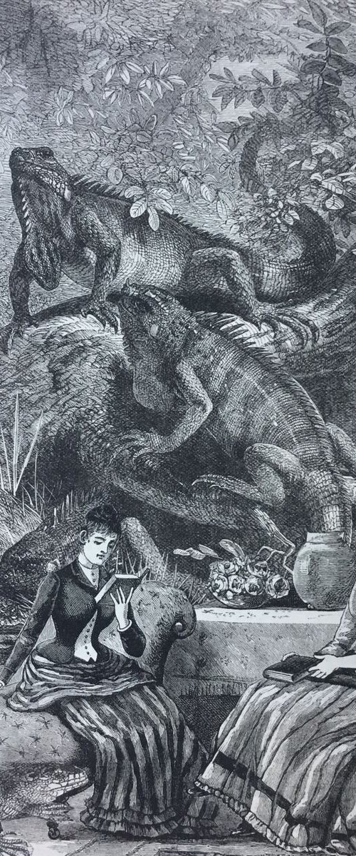 Lizards by Tudor Evans