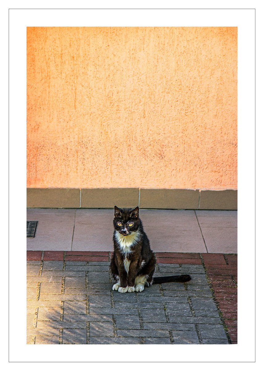 Nameless Cat 4 by Beata Podwysocka