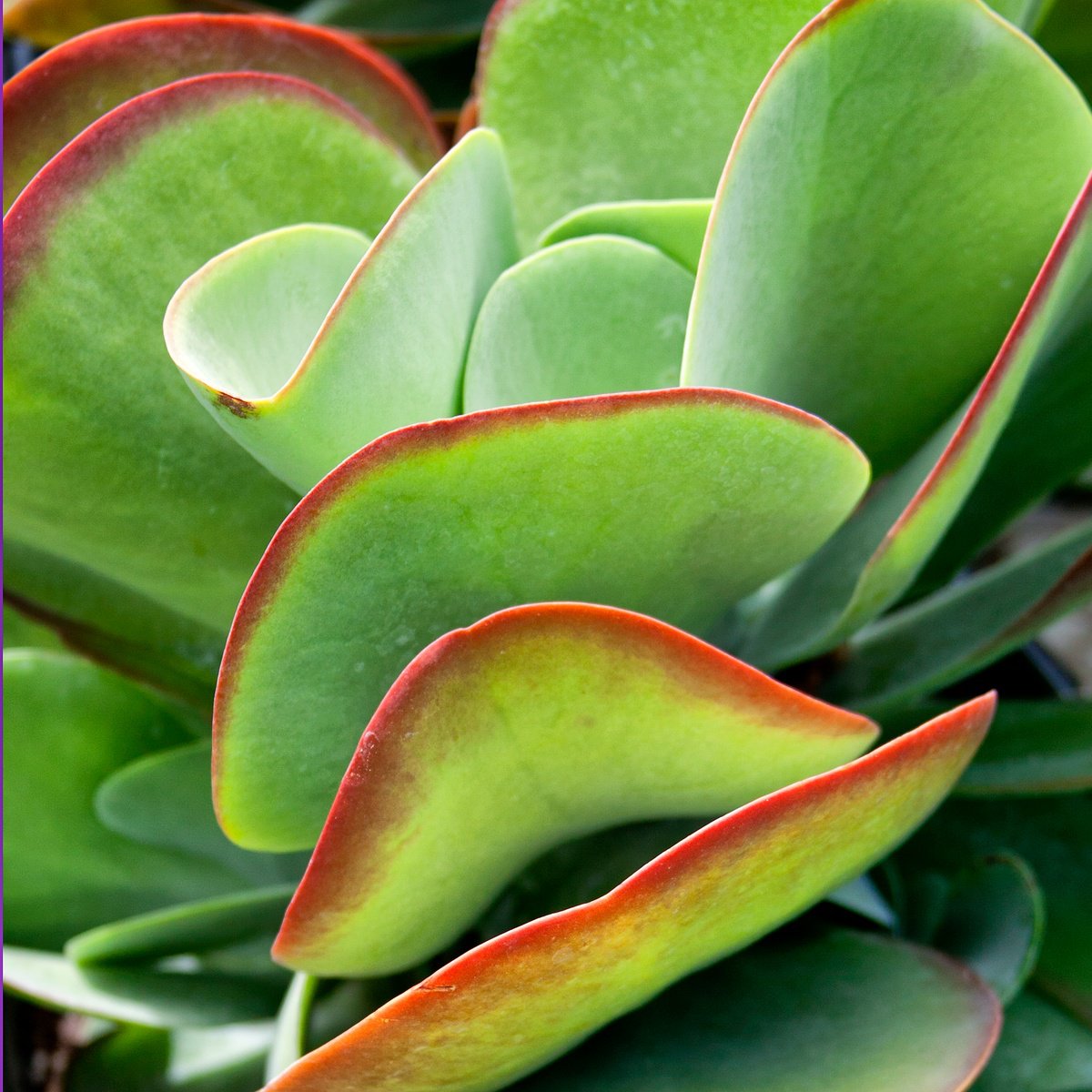 Impressionistic Botanical Photograph By William Dey, 22 X 22", Cactus Calm Coachella Valley, Original Artwork