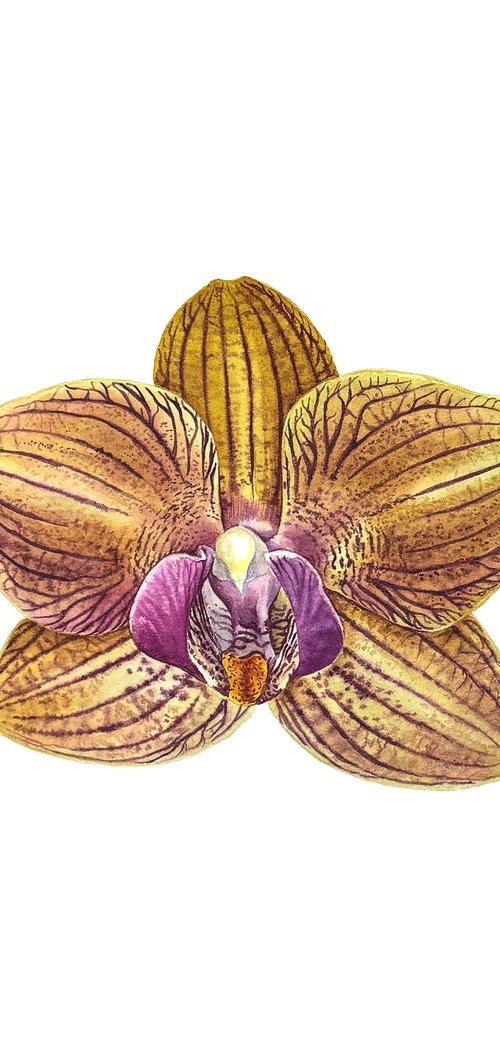 Sunny Orchid by Yuliia Prokopchuk