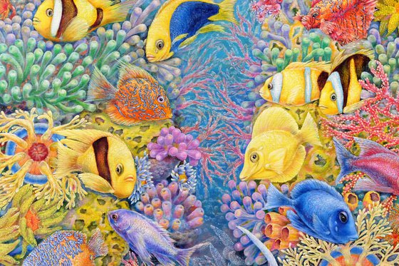 The Red Sea Reefs